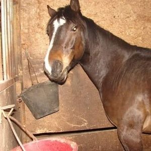 Meet your Posher, Carol